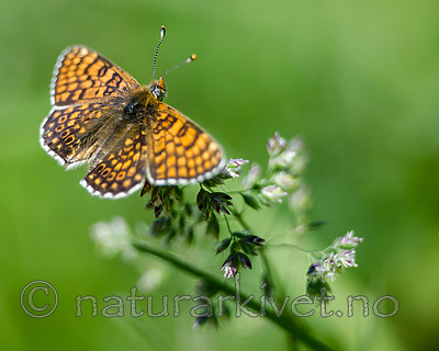 BB 13 0528 / Melitaea cinxia / Prikkrutevinge
